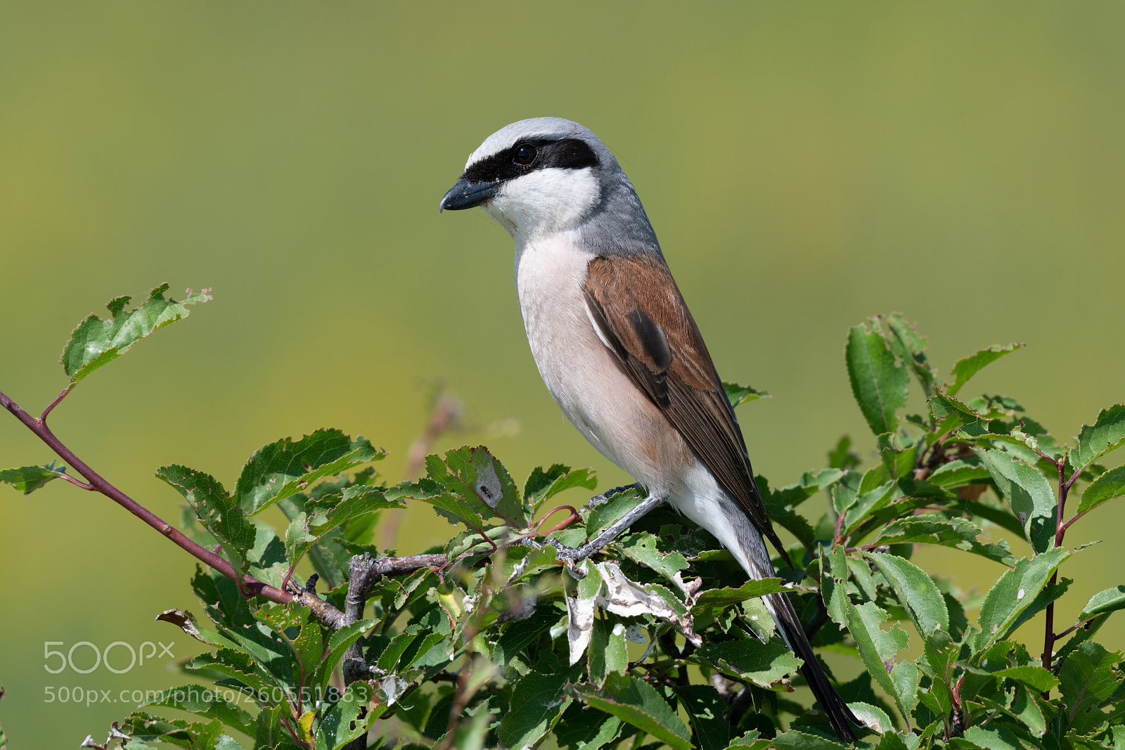 Nikon D850 sample photo. Red-backed shrike neunt ter photography
