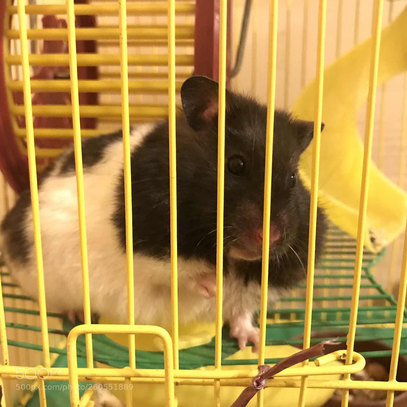 Apple iPhone 7 sample photo. Panda hamster photography