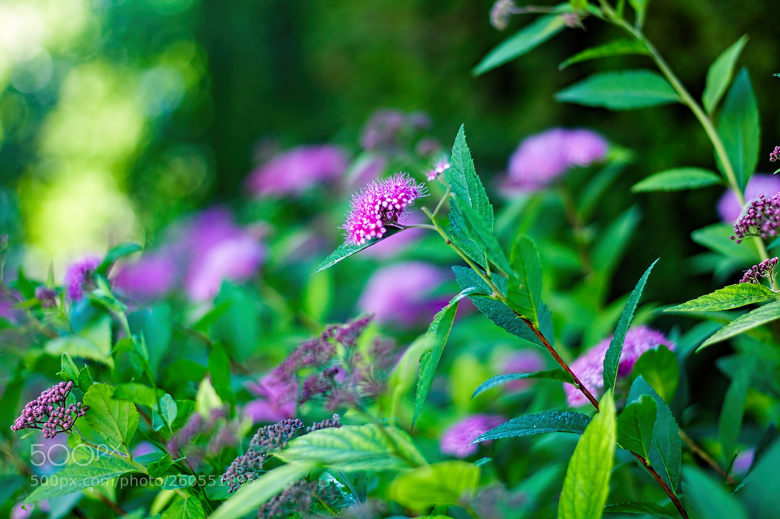 Canon EOS 1100D (EOS Rebel T3 / EOS Kiss X50) sample photo. Flowers of the summer photography