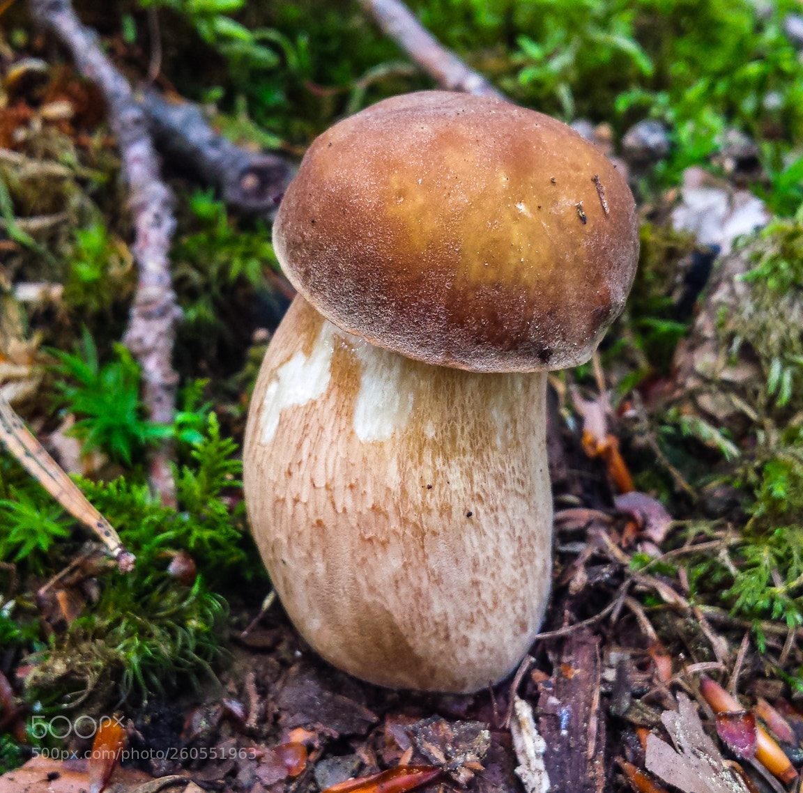 Samsung Galaxy S4 sample photo. Boletus and cantharellus photography