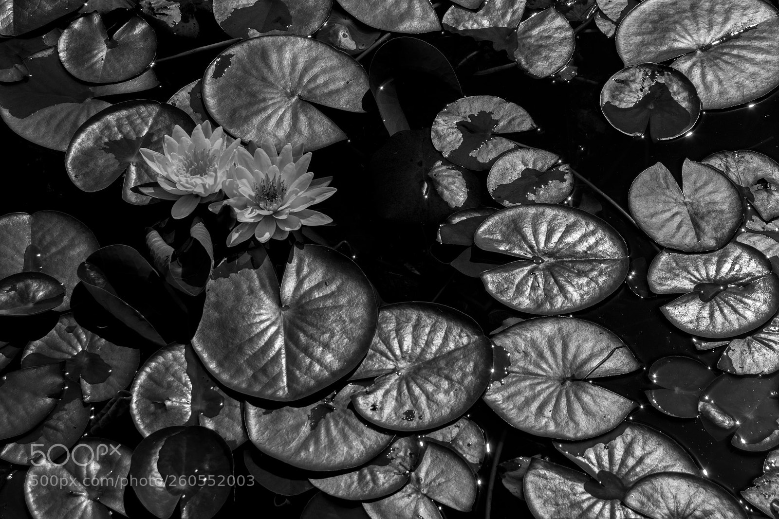 Nikon D3300 sample photo. Ninfea b&w photography