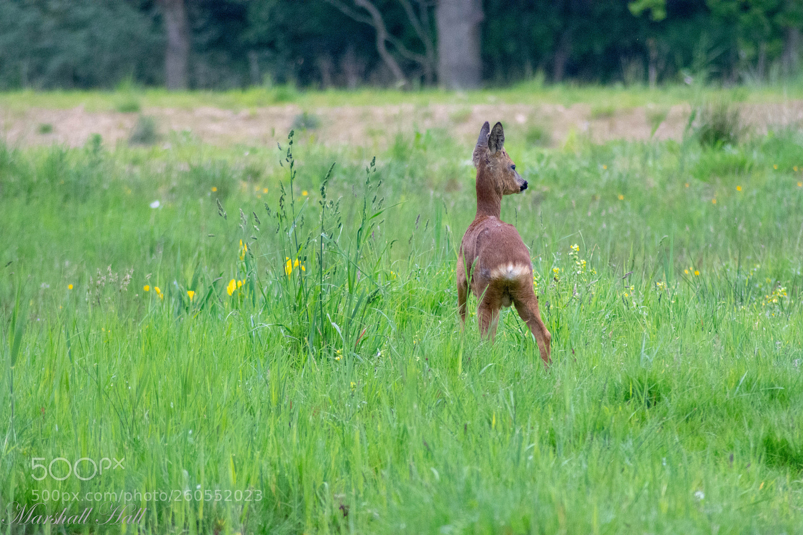 Nikon D7200 sample photo. Roe deer photography