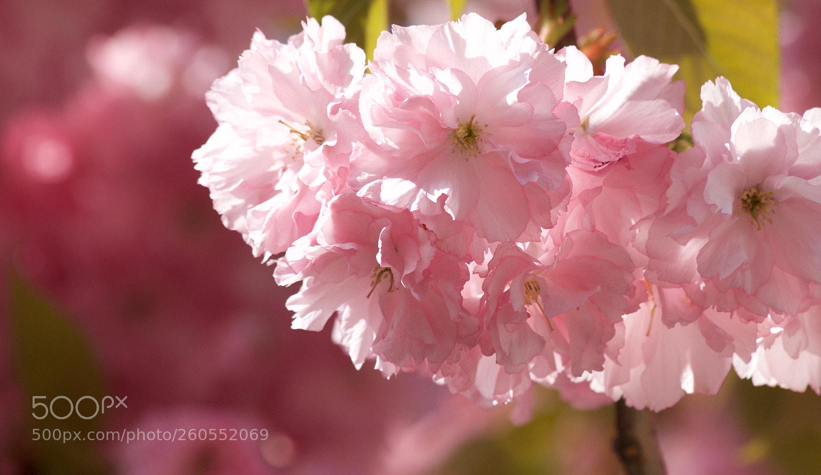 Canon EOS 5D Mark II sample photo. ∗∗∗ photography