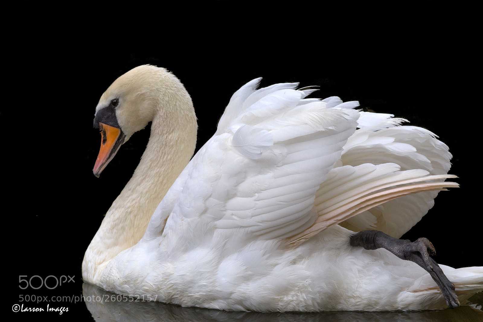 Canon EOS 5D Mark IV sample photo. Muted swan photography