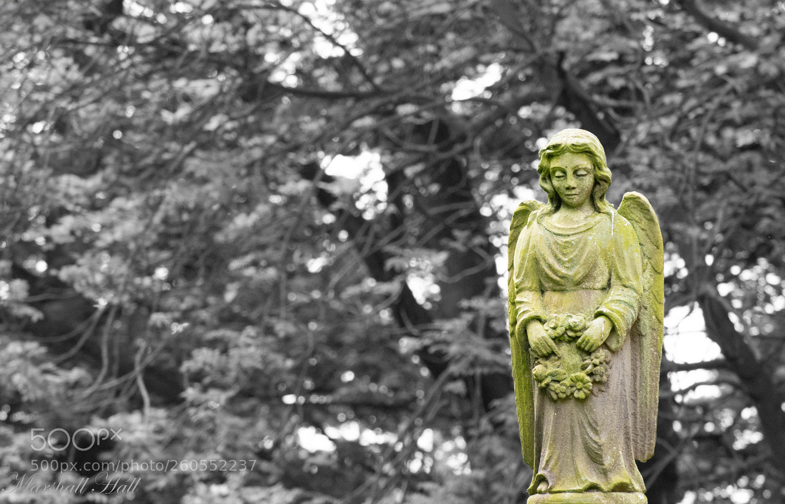 Nikon D7200 sample photo. Seaton deleval angel photography