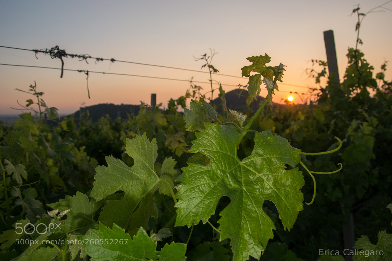 Nikon D5200 sample photo. Sunset on the vineyard photography