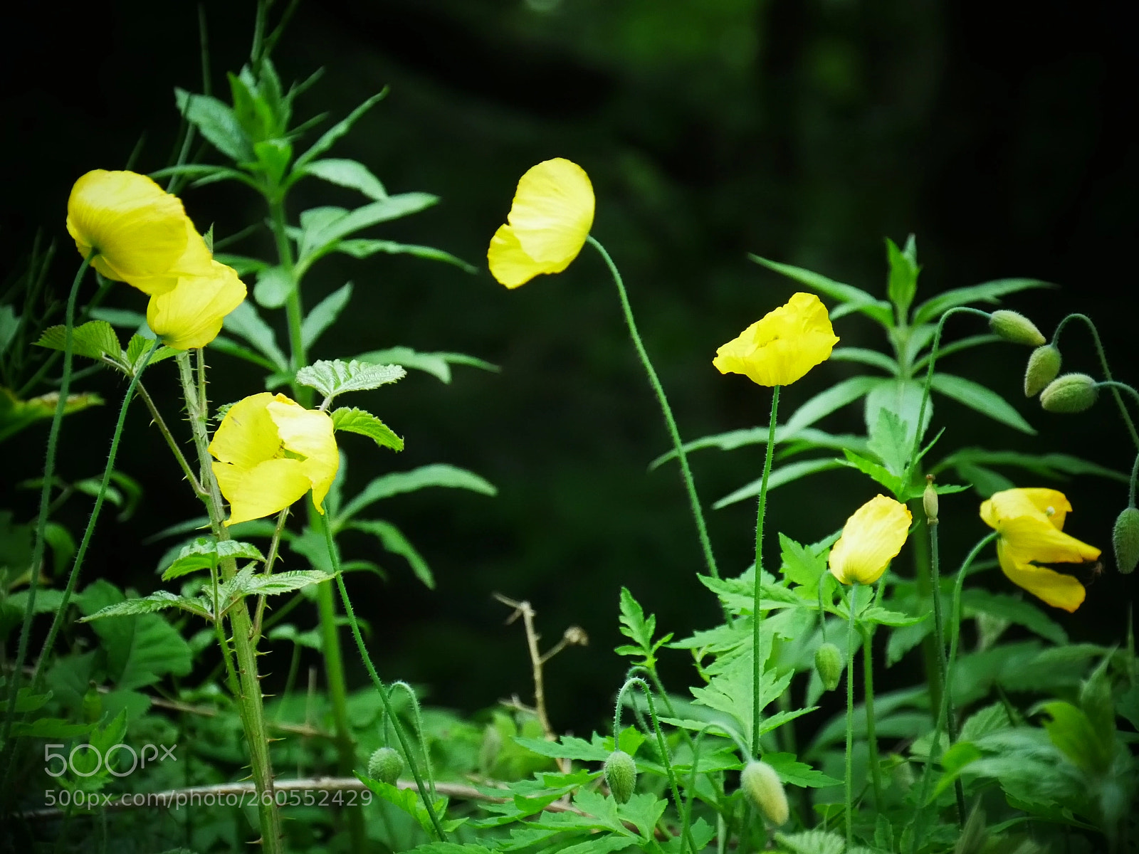 Panasonic Lumix DMC-GX85 (Lumix DMC-GX80 / Lumix DMC-GX7 Mark II) sample photo. Meconopsis cambrica photography
