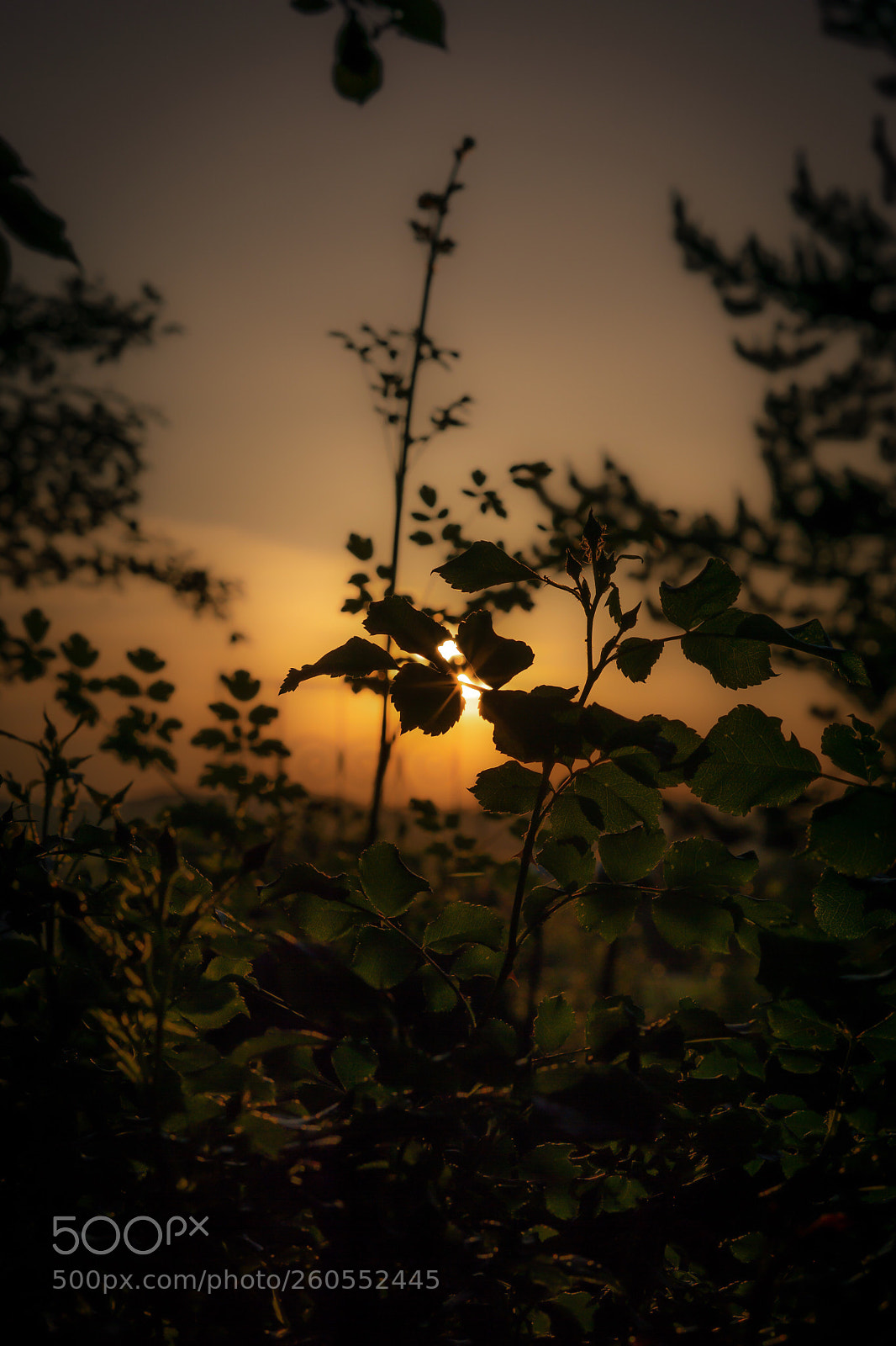 Sony a6000 sample photo. Untitled photography