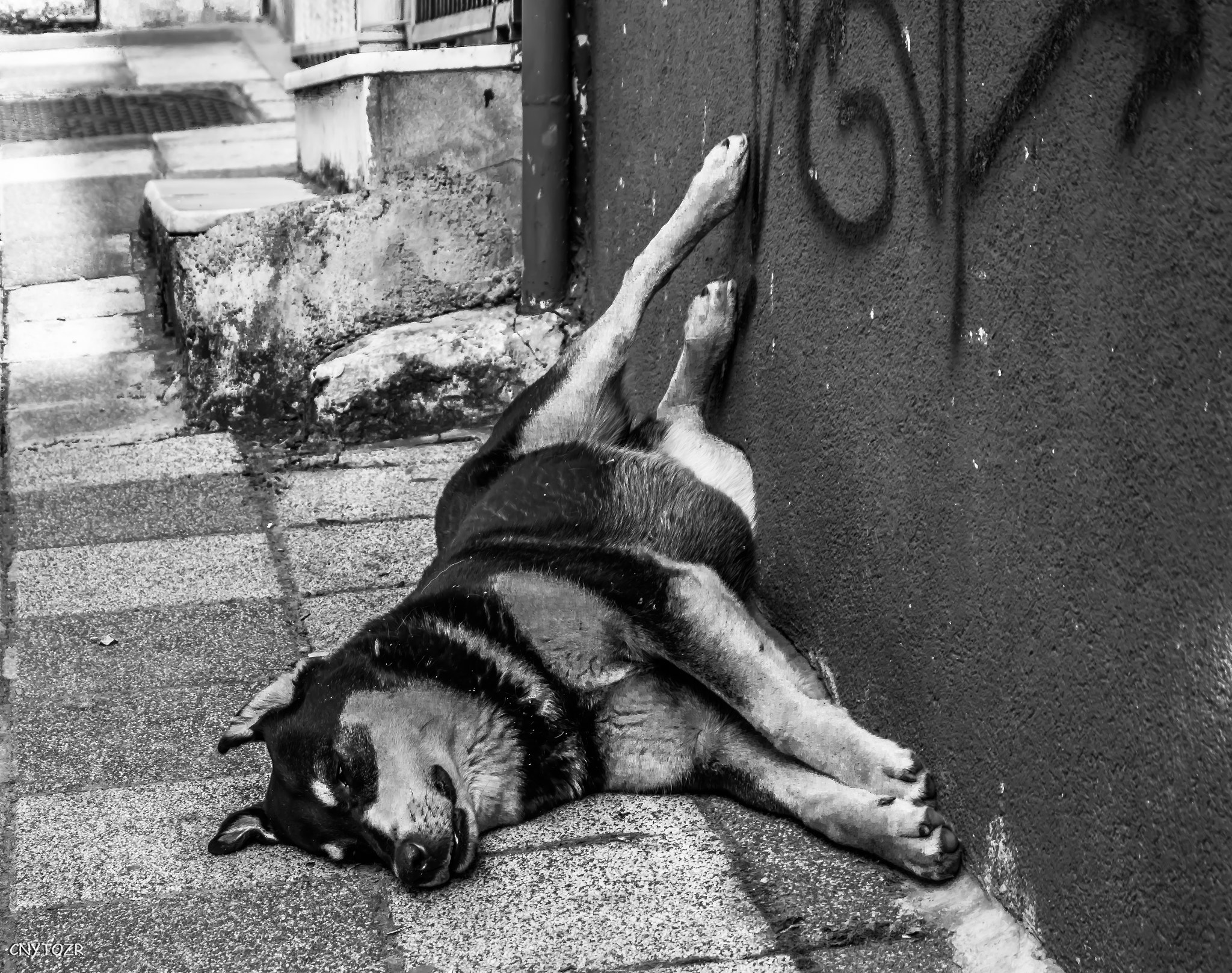 Canon EOS 800D (EOS Rebel T7i / EOS Kiss X9i) sample photo. Cool dog photography