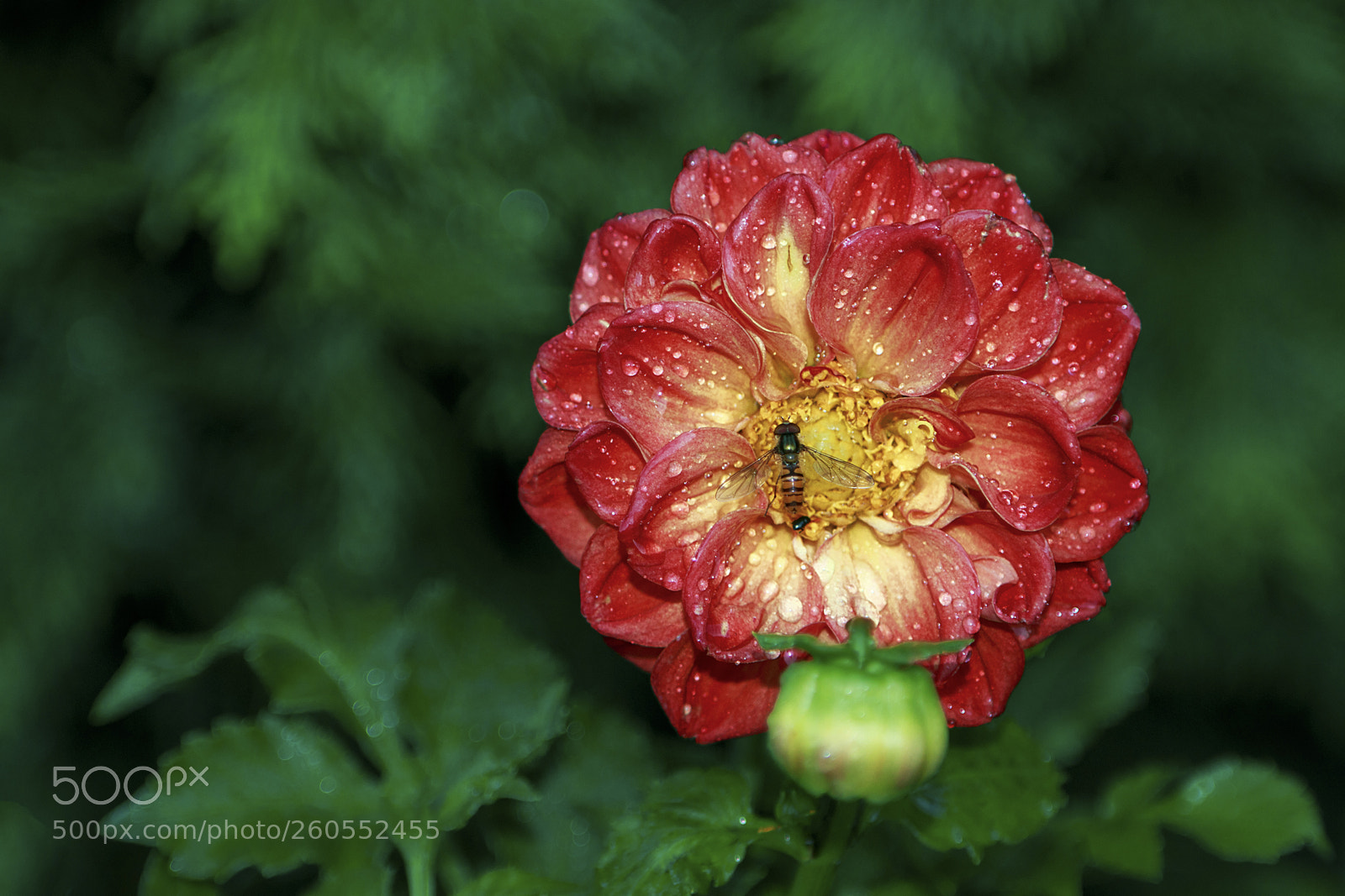 Canon EOS 70D sample photo. Dalia photography