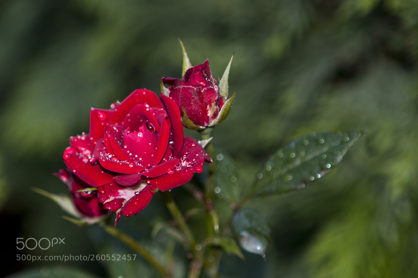 Canon EOS 70D sample photo. Rózsa photography