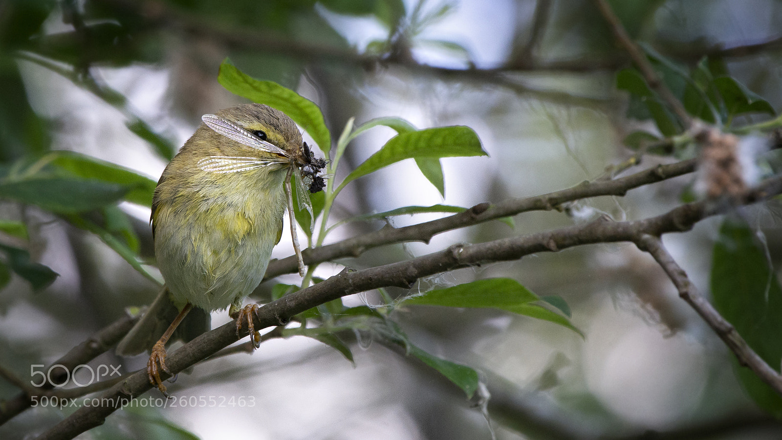 Nikon D7100 sample photo. Willow warbler with mouthful photography