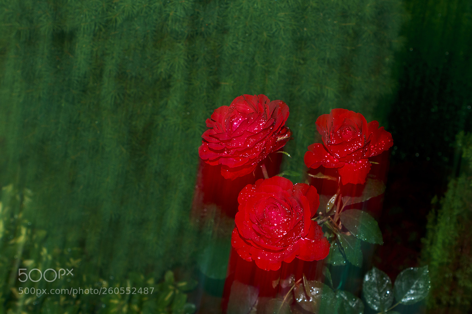 Canon EOS 70D sample photo. Rózsa photography
