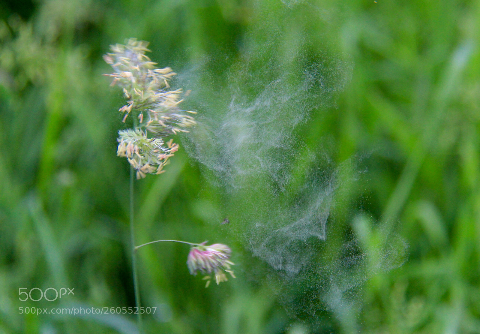 Canon EOS 700D (EOS Rebel T5i / EOS Kiss X7i) sample photo. Img photography
