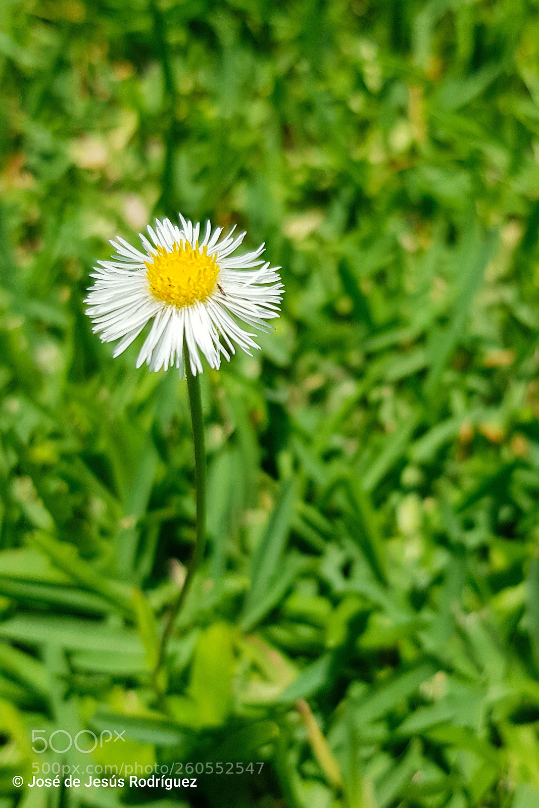 Samsung Galaxy S8 sample photo. Little fleabane wild daisy photography
