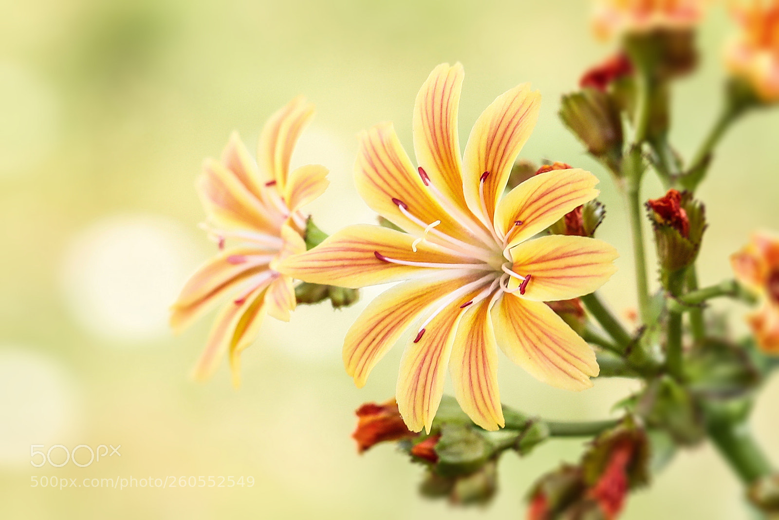 Canon EOS 5D Mark IV sample photo. Twins photography