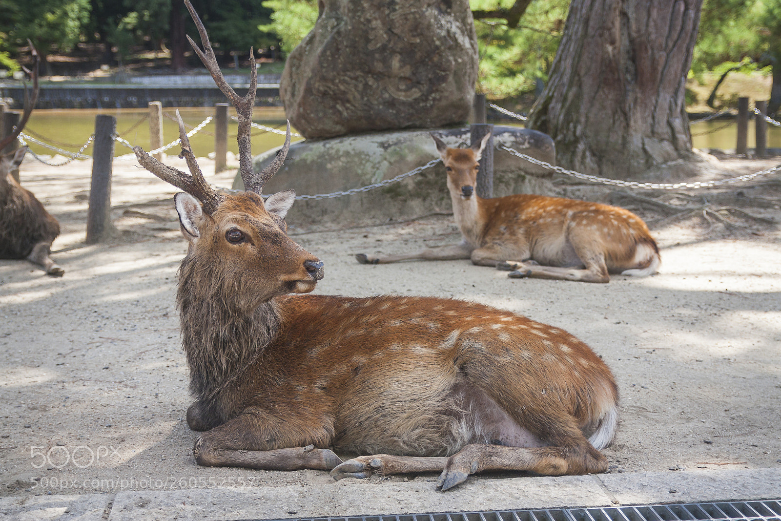 Canon EOS 450D (EOS Rebel XSi / EOS Kiss X2) sample photo. Deer at nara photography