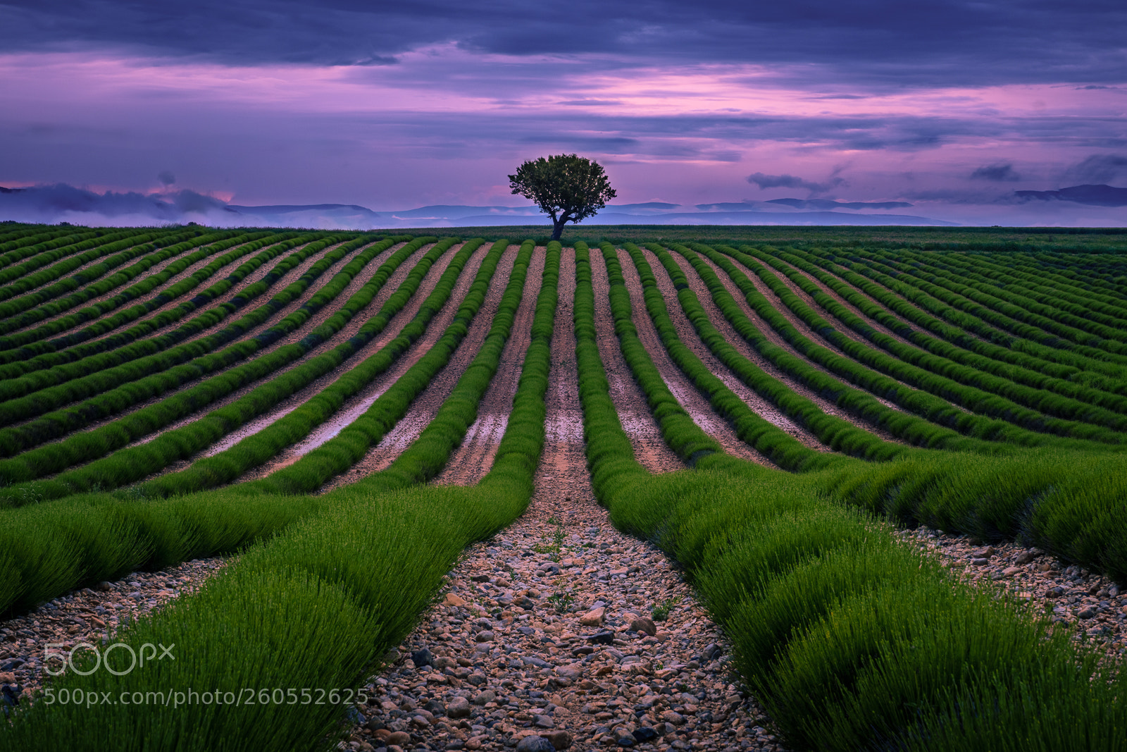 Sony SLT-A77 sample photo. Lavender field plateau de photography