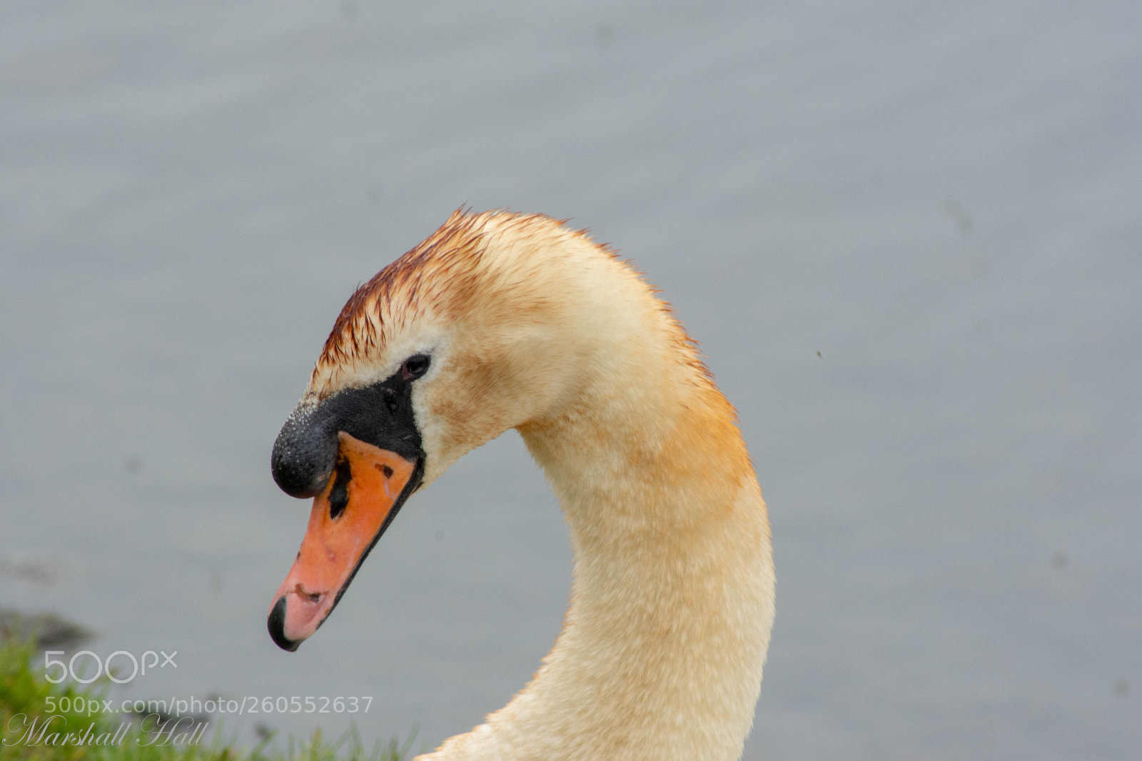 Nikon D7200 sample photo. Swan photography