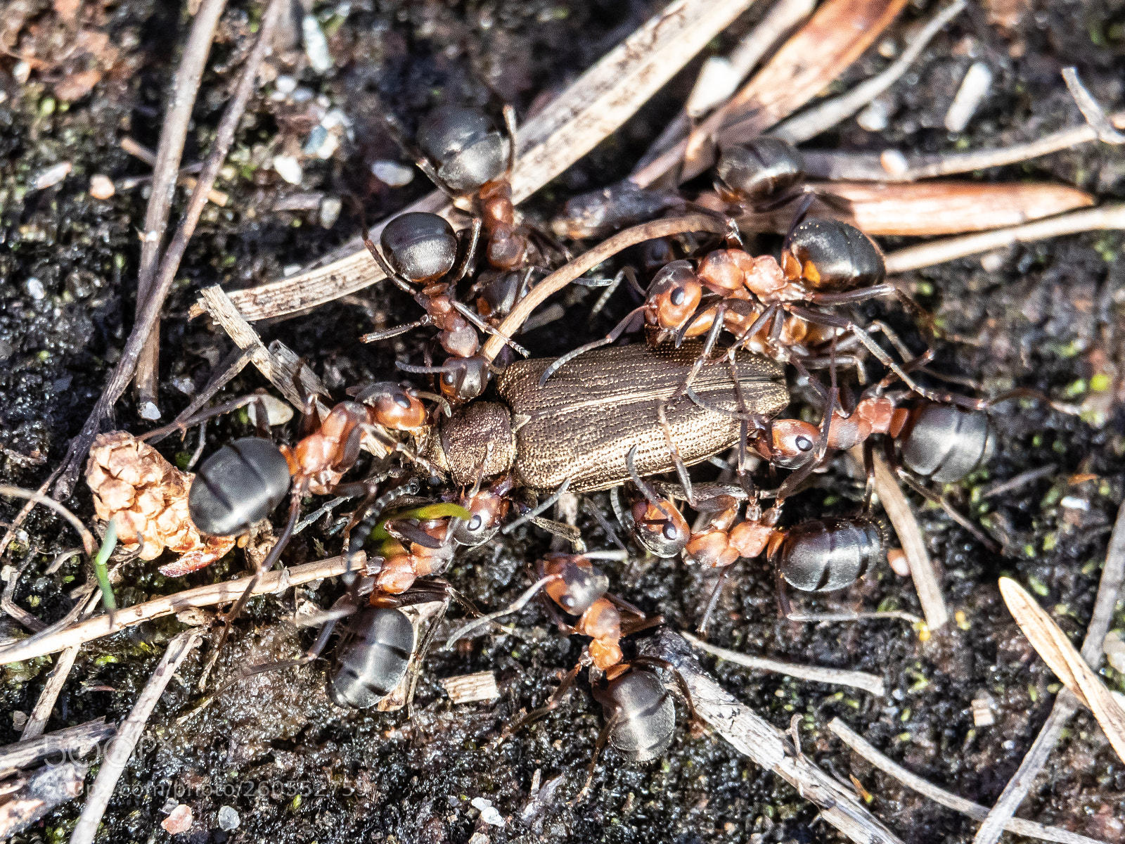 Canon EOS 7D Mark II sample photo. Ants and a golden photography