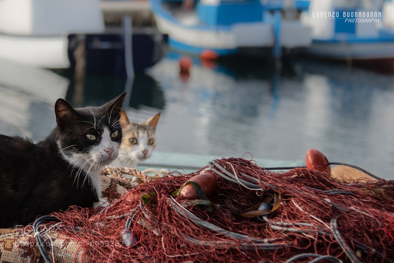 Canon EOS 7D Mark II sample photo. Fishing scenes 3 favignana photography