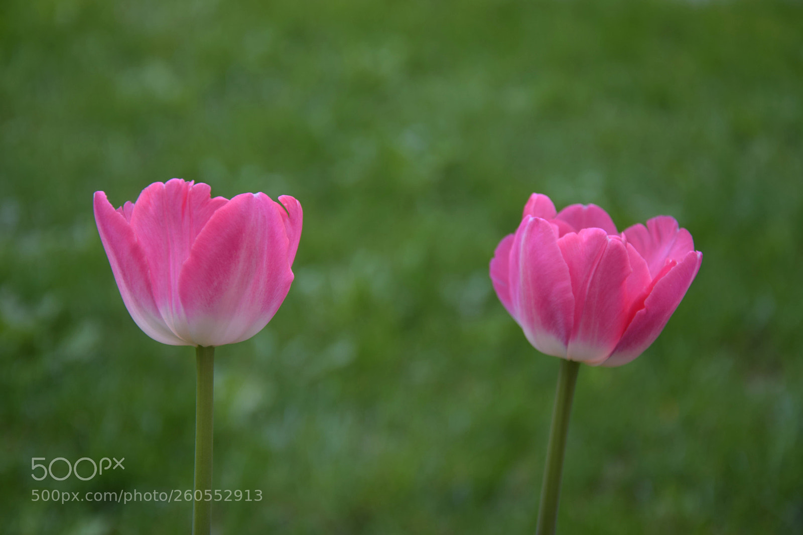 Nikon D3300 sample photo. Untitled photography