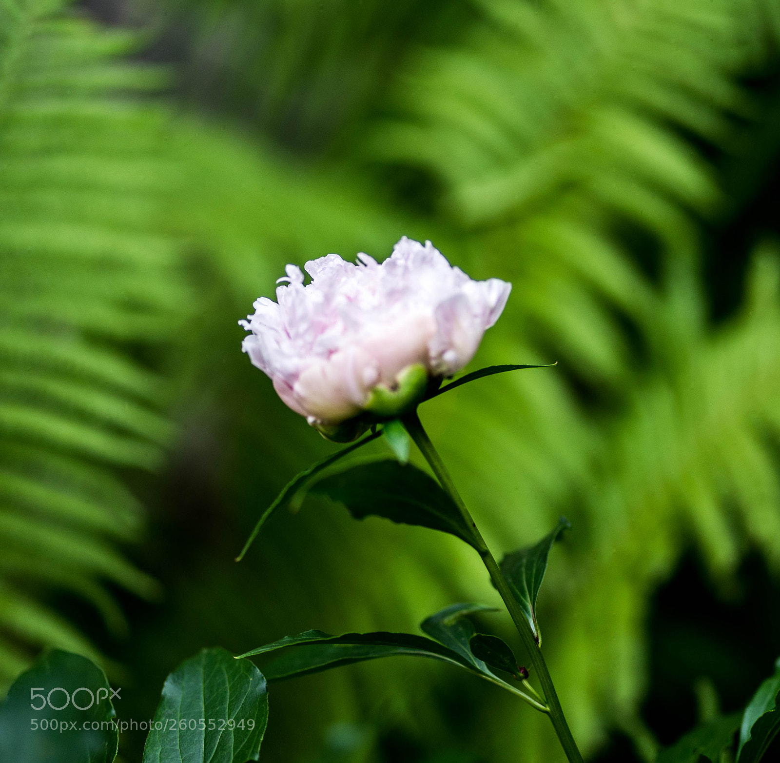 Sony a7 II sample photo. Dsc photography