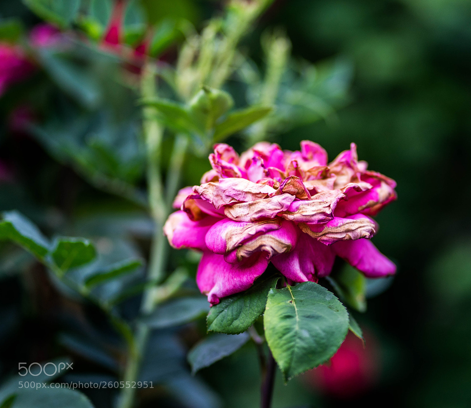 Sony a7 II sample photo. Dsc photography
