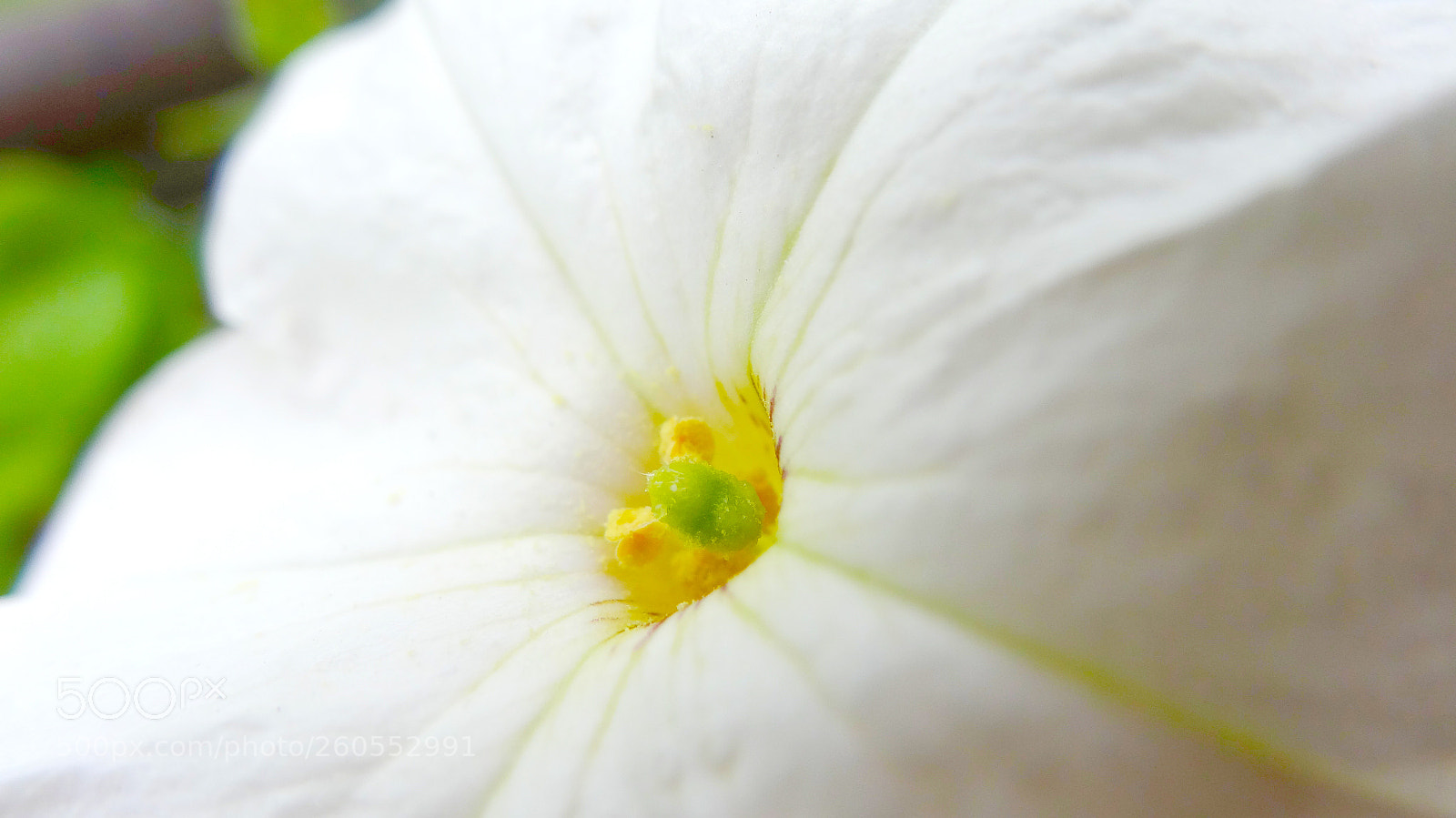 Sony Cyber-shot DSC-HX20V sample photo. The secret life of photography