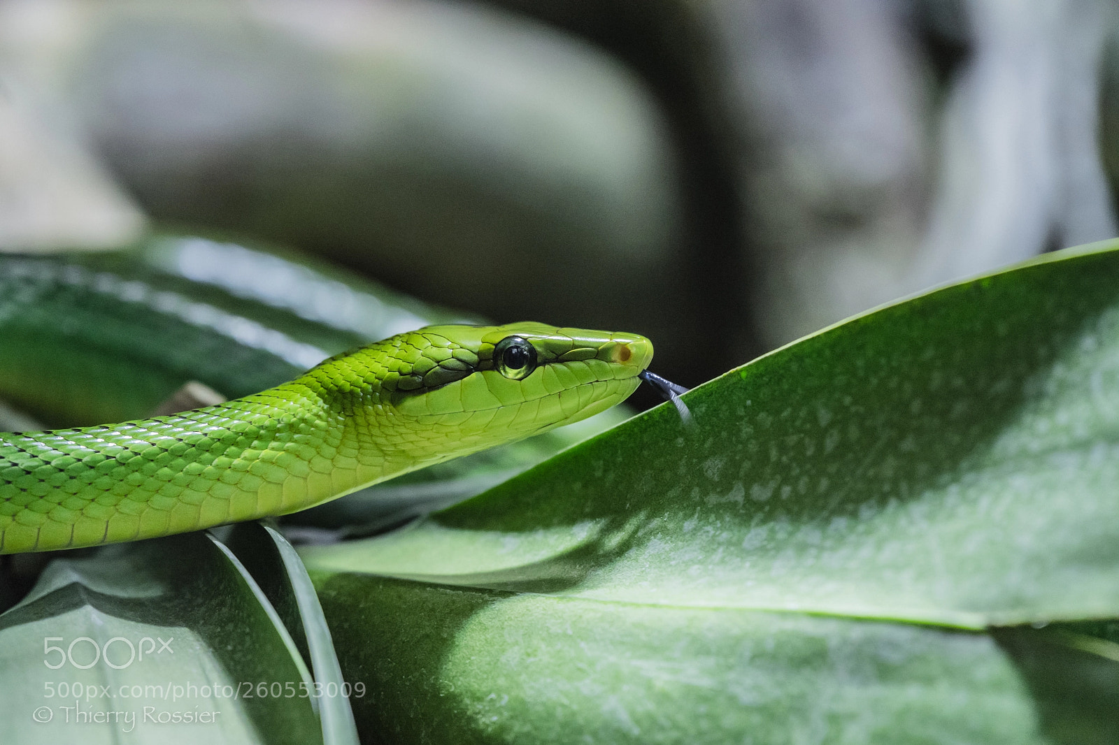 Nikon D5 sample photo. Serpent ratier vert photography