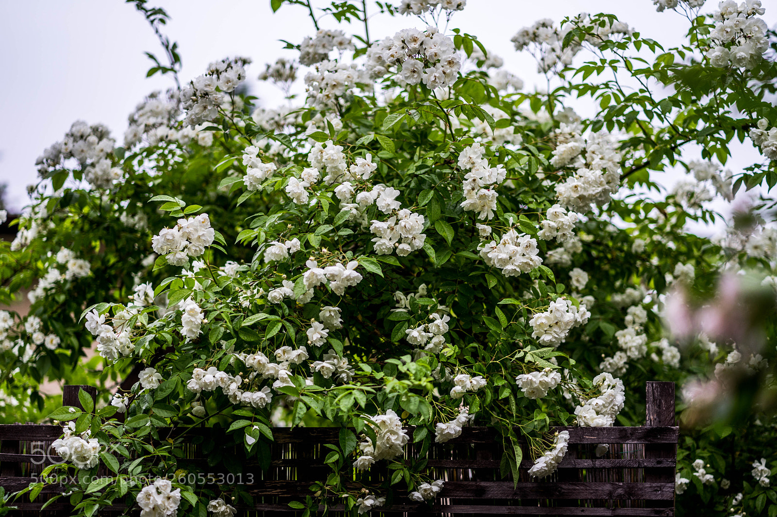 Sony a7 II sample photo. Dsc photography