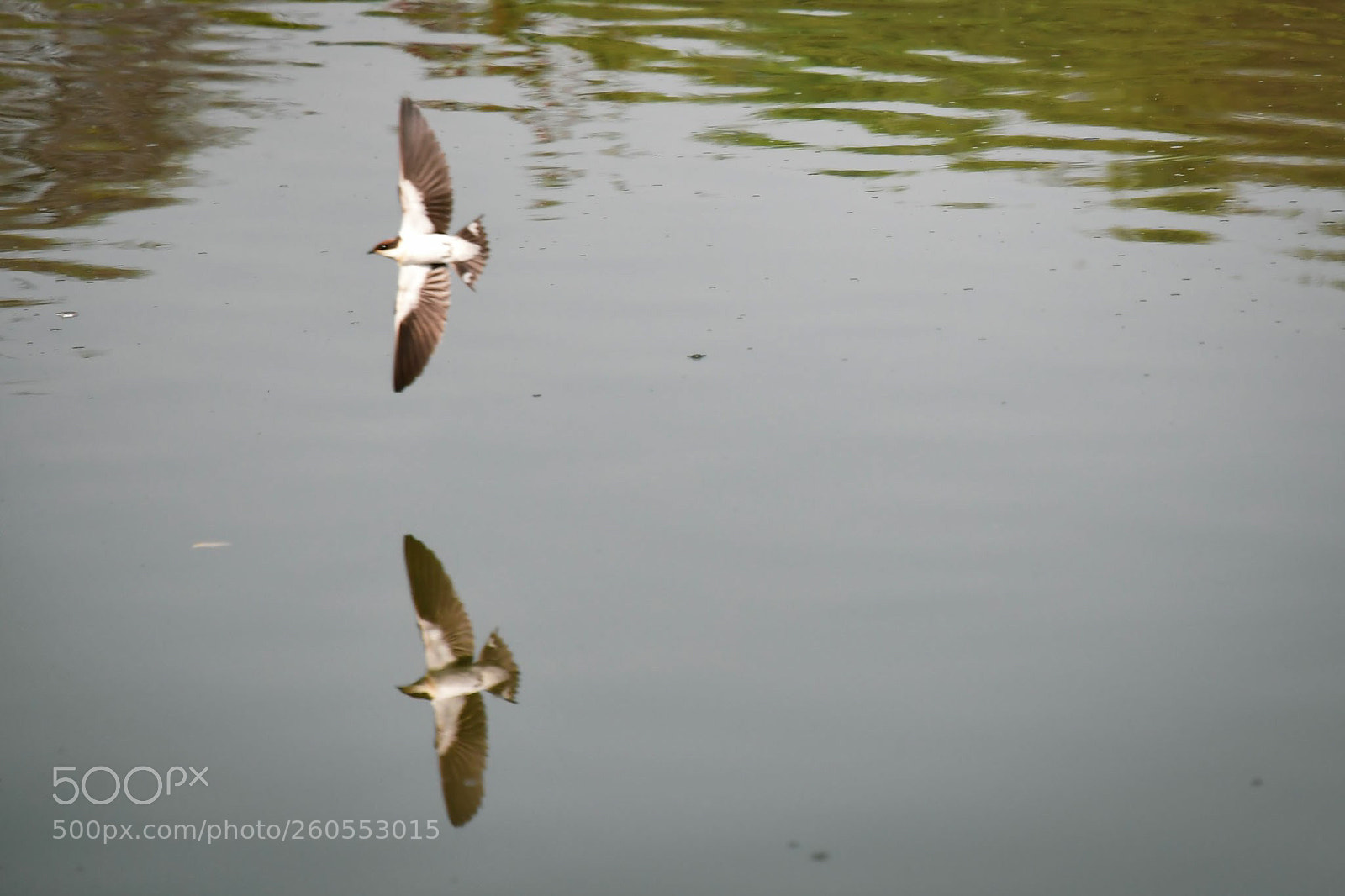 Nikon D500 sample photo. Untitled photography