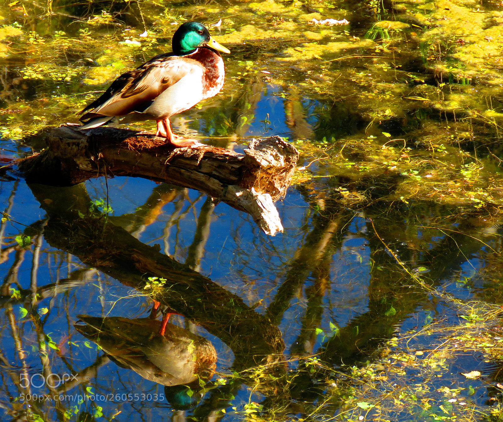 Canon PowerShot SX60 HS sample photo. The thinker ii photography