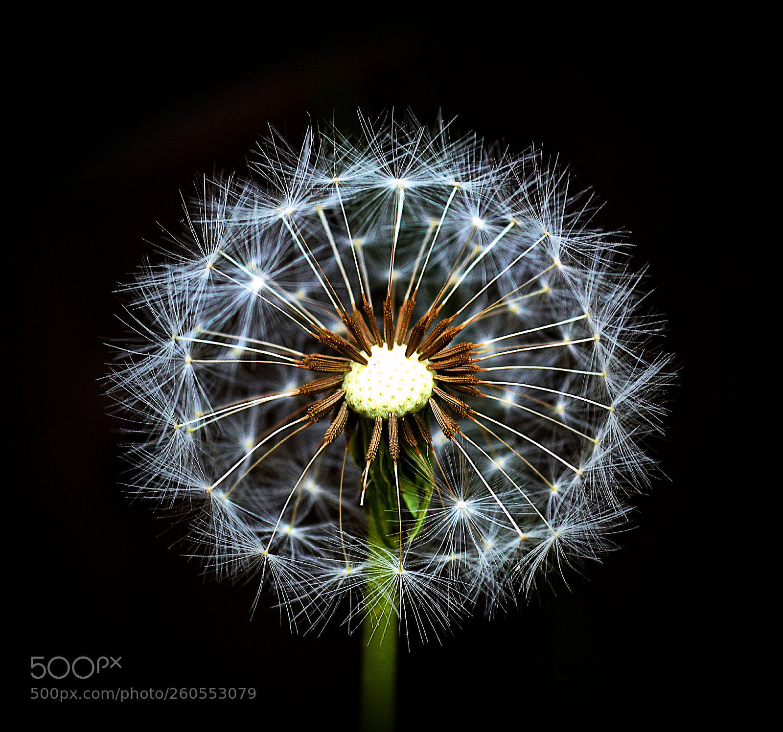 Nikon D3100 sample photo. Dandelion photography