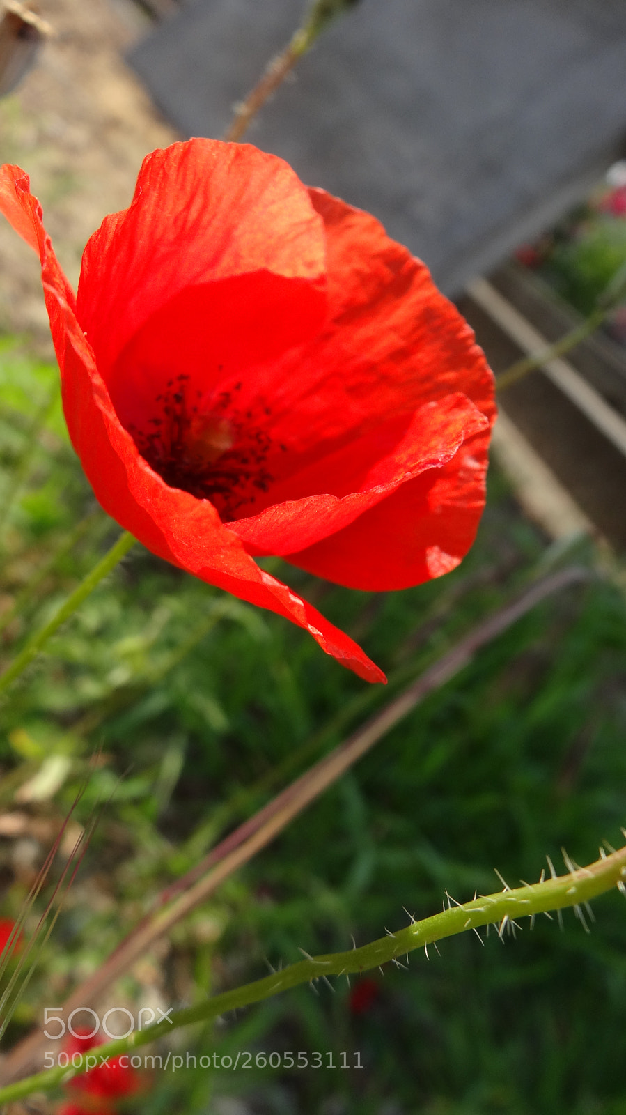 Sony Cyber-shot DSC-HX20V sample photo. Red poppy photography