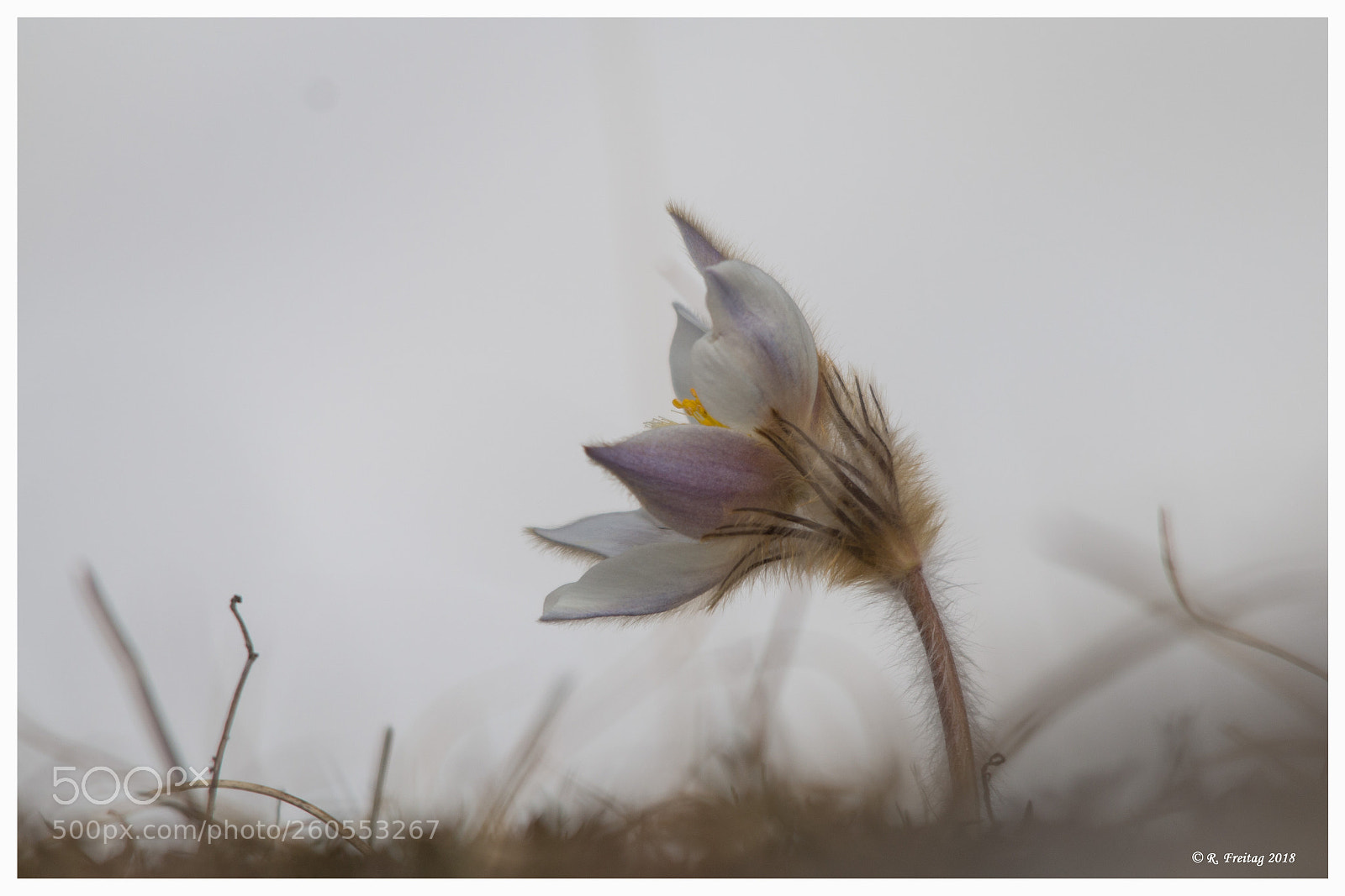 Canon EOS 70D sample photo. Flower photography