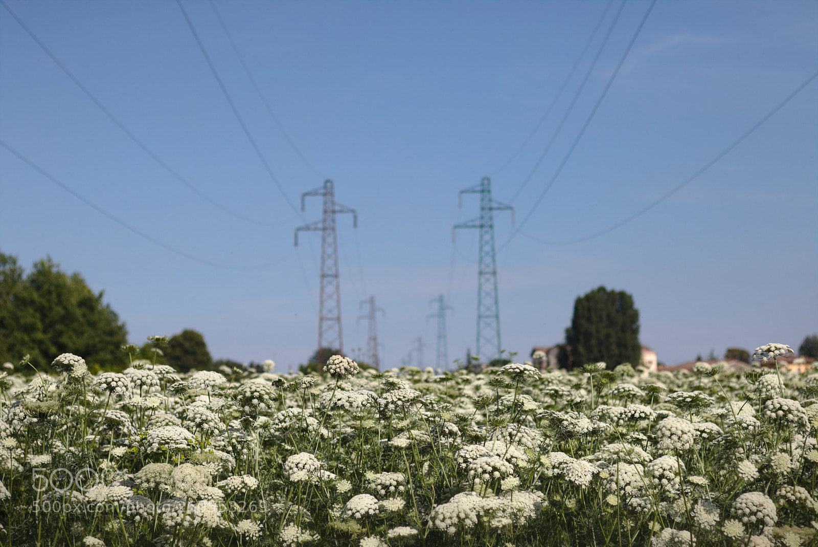 Canon EOS 70D + Canon EF 50mm F1.8 STM sample photo. Energy photography