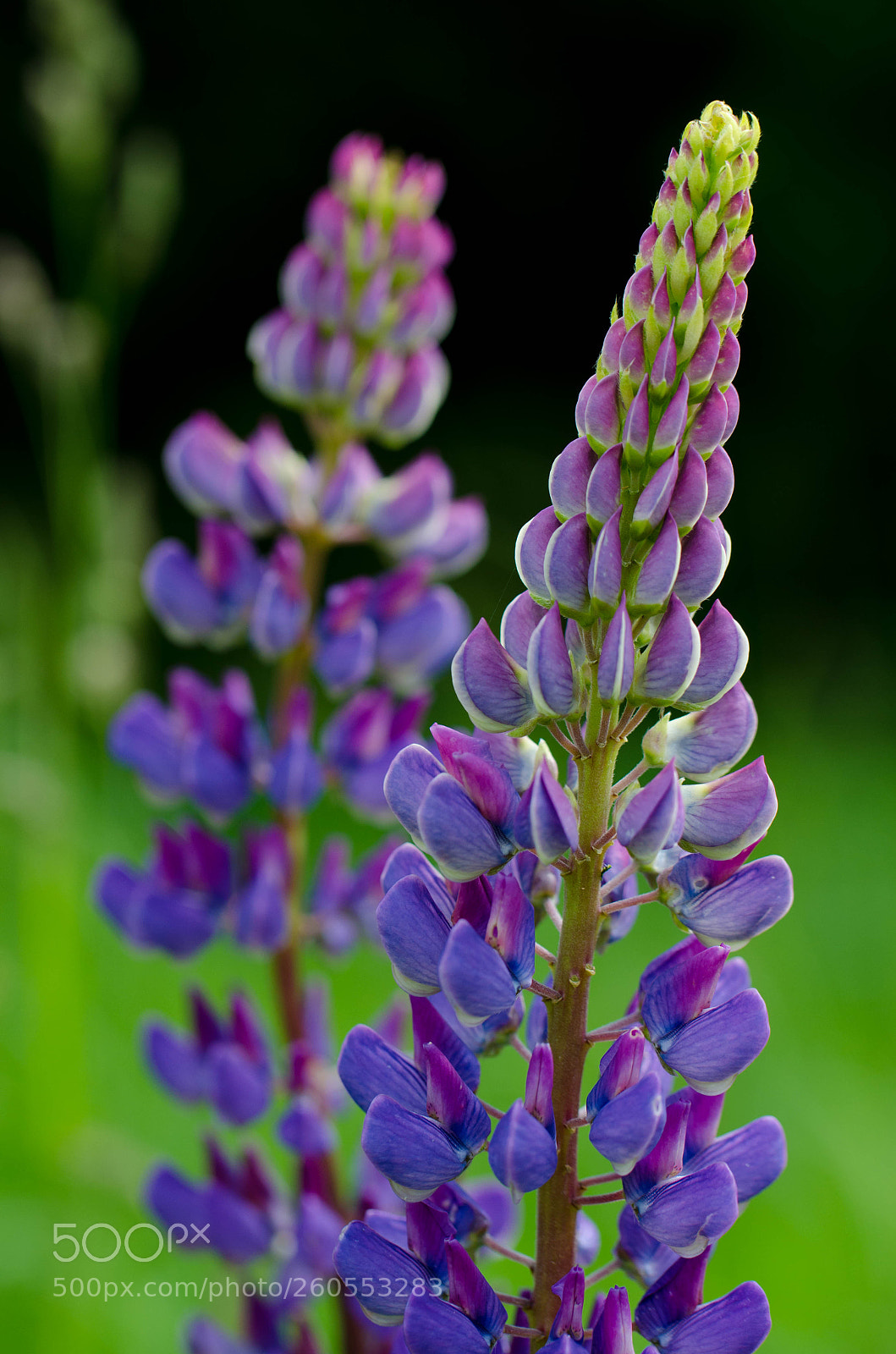 Nikon D7000 sample photo. Lupin photography