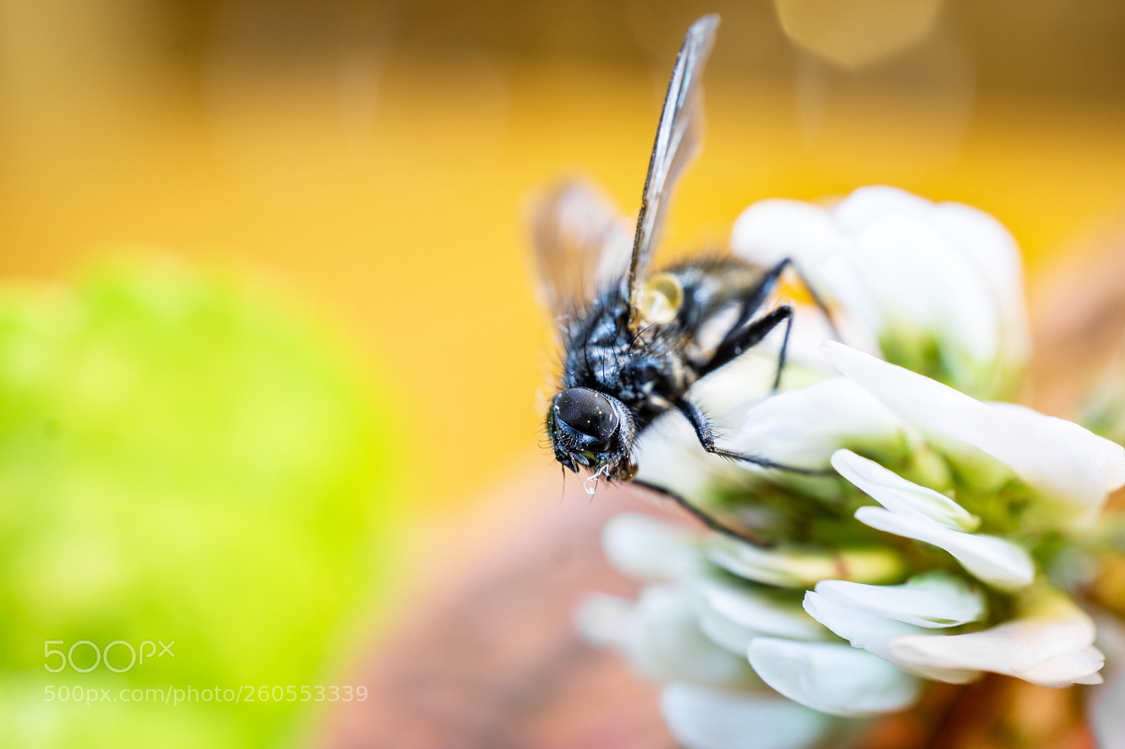 Sony a6000 sample photo. Die fliege, photography