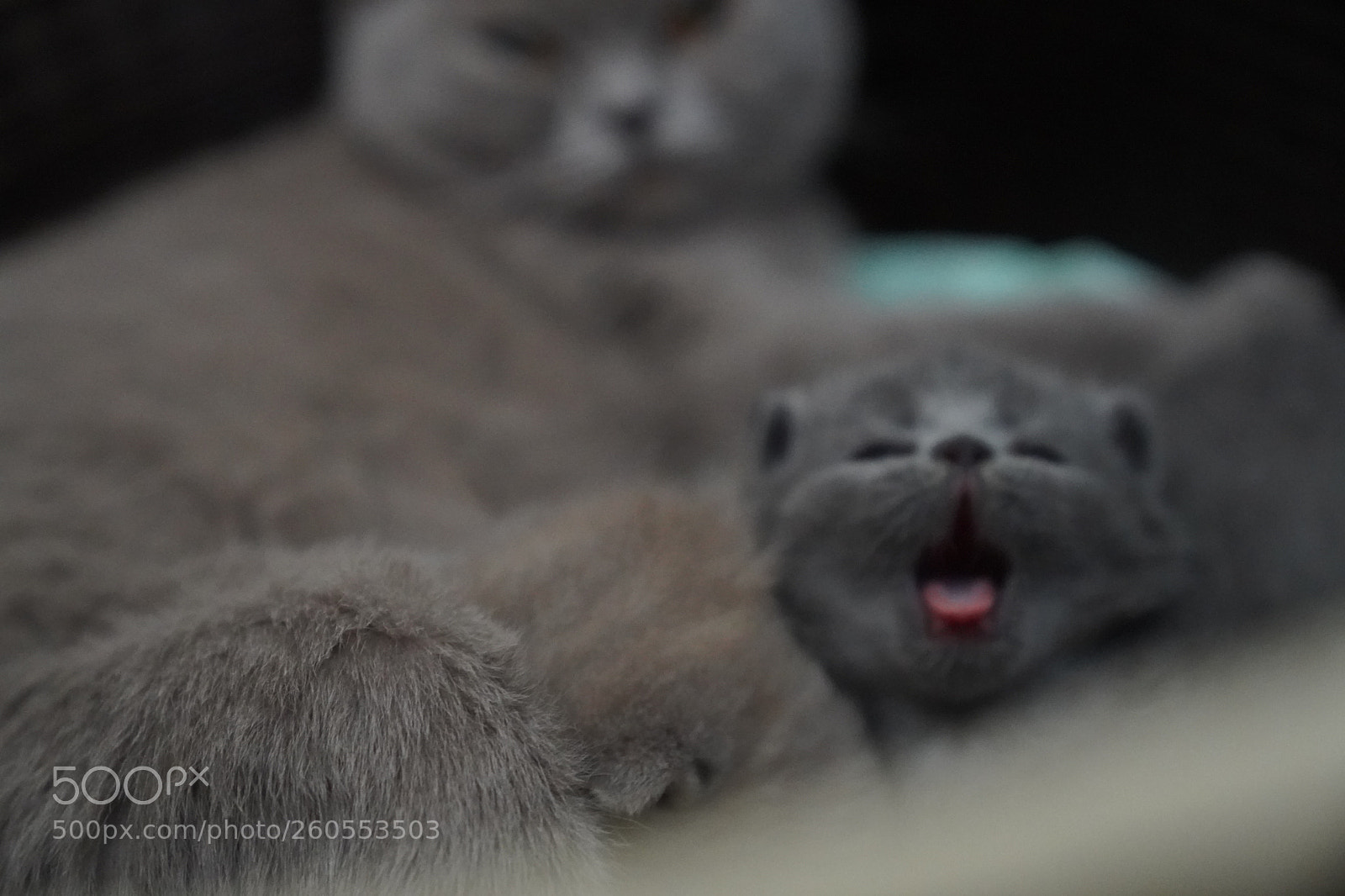 Sony a7 III sample photo. Cutie photography