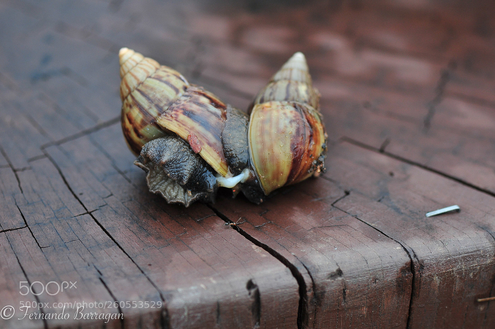 Nikon D300S sample photo. Love is on the photography