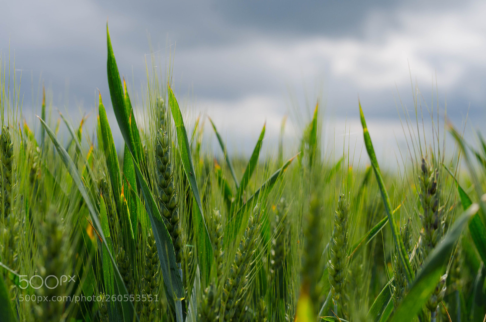 Nikon D7000 sample photo. Field photography
