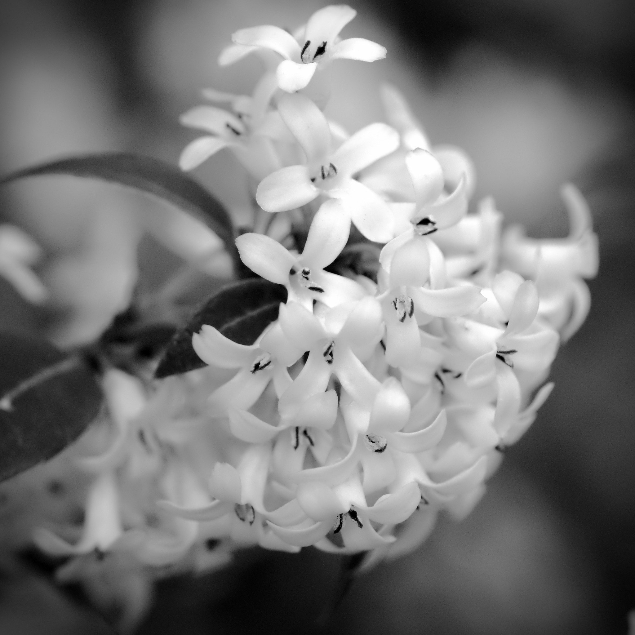 Sony SLT-A65 (SLT-A65V) + Tamron SP AF 90mm F2.8 Di Macro sample photo. Black and white flowers photography