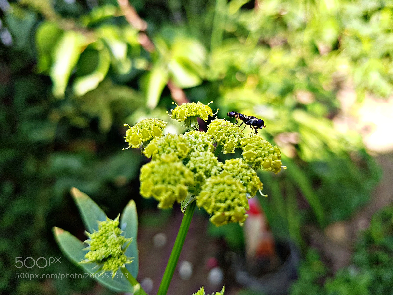 Samsung Galaxy S8 sample photo. B e e . photography