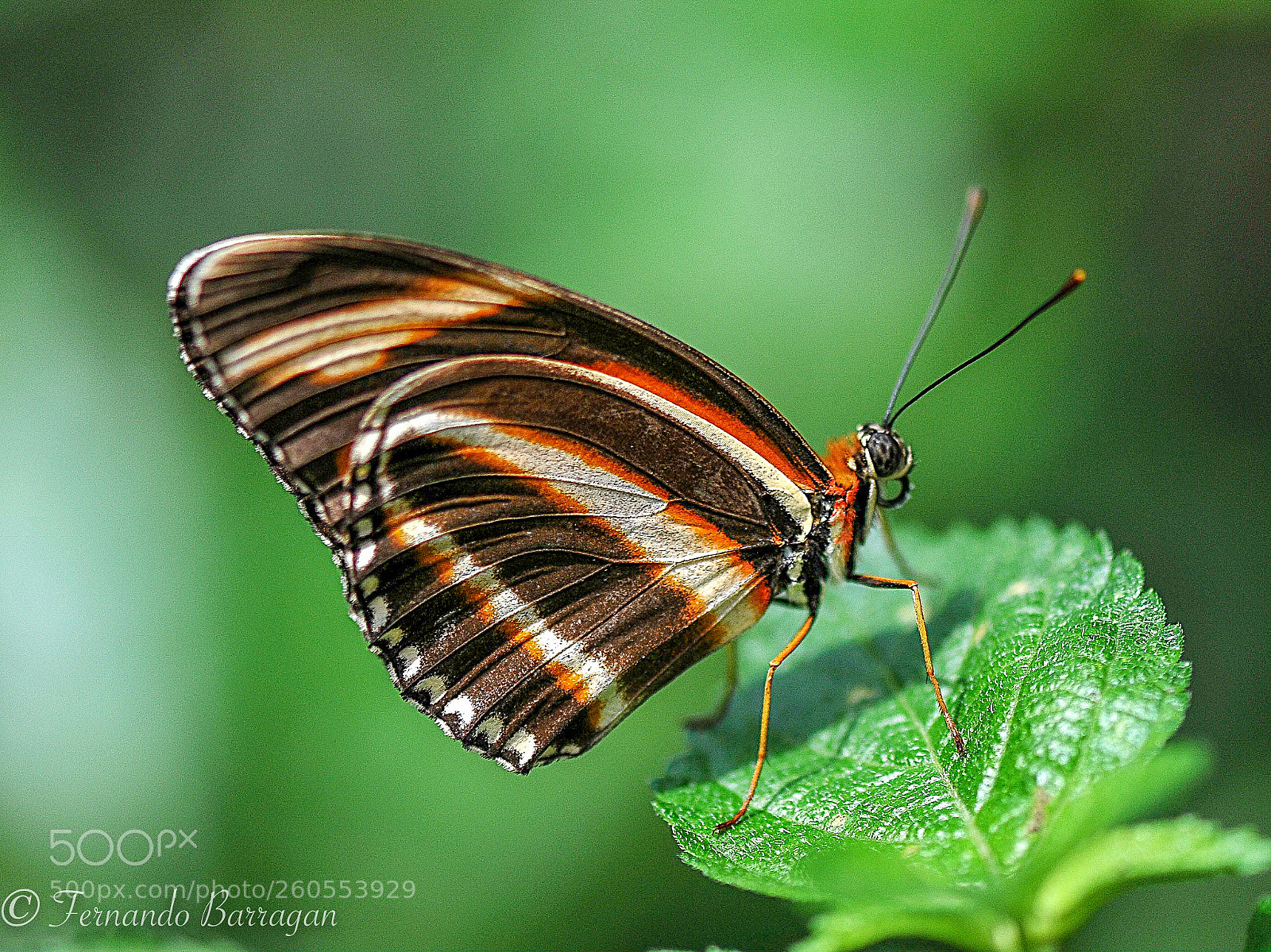 Nikon D300S sample photo. Mariposa photography