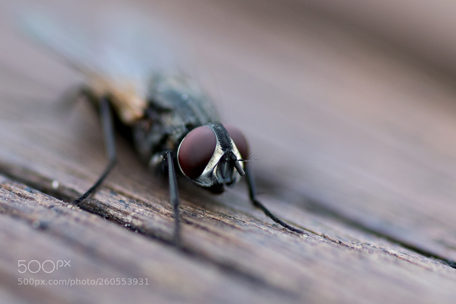 Nikon D750 sample photo. Fly on wood photography