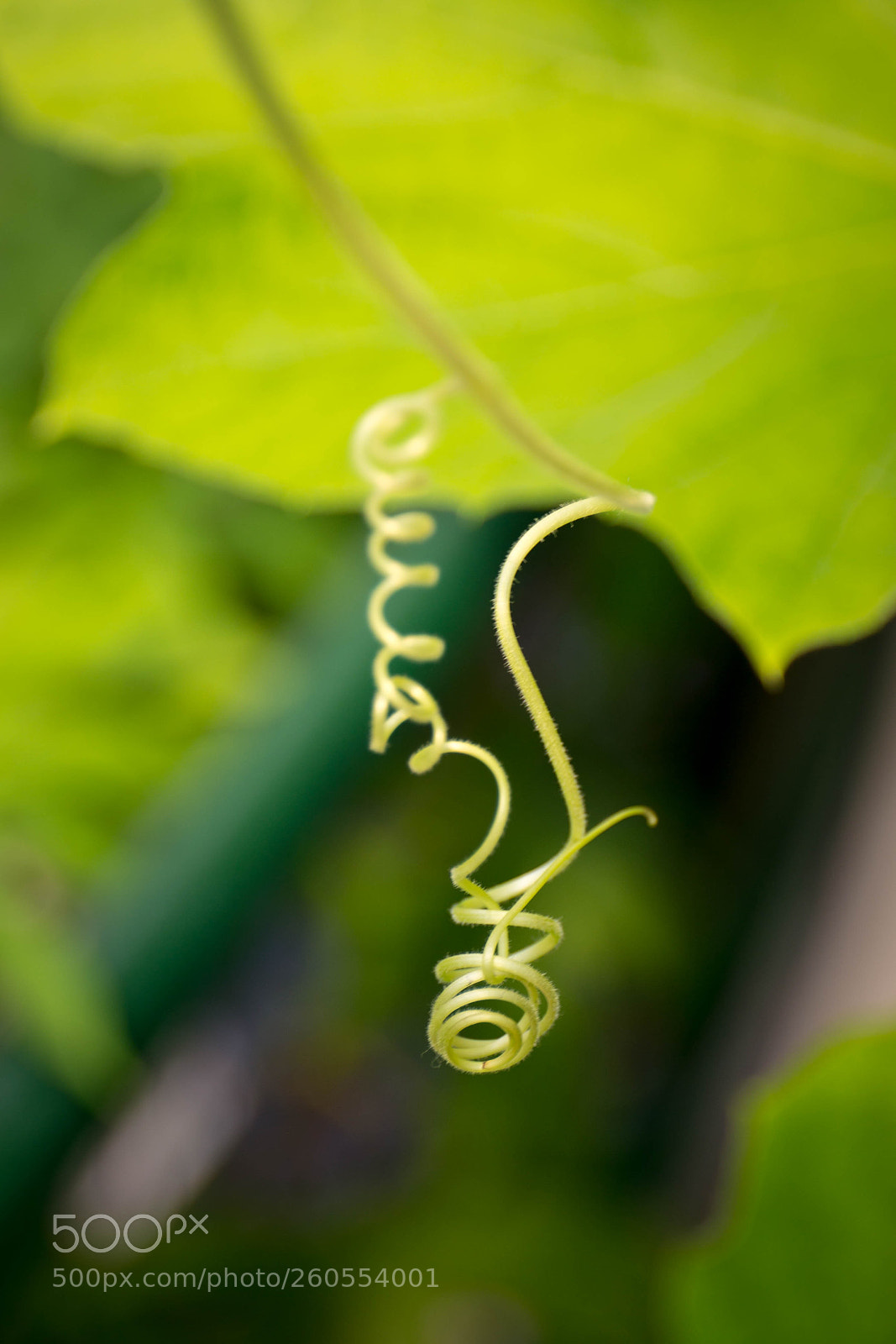 Canon EOS 6D sample photo. Tendril photography