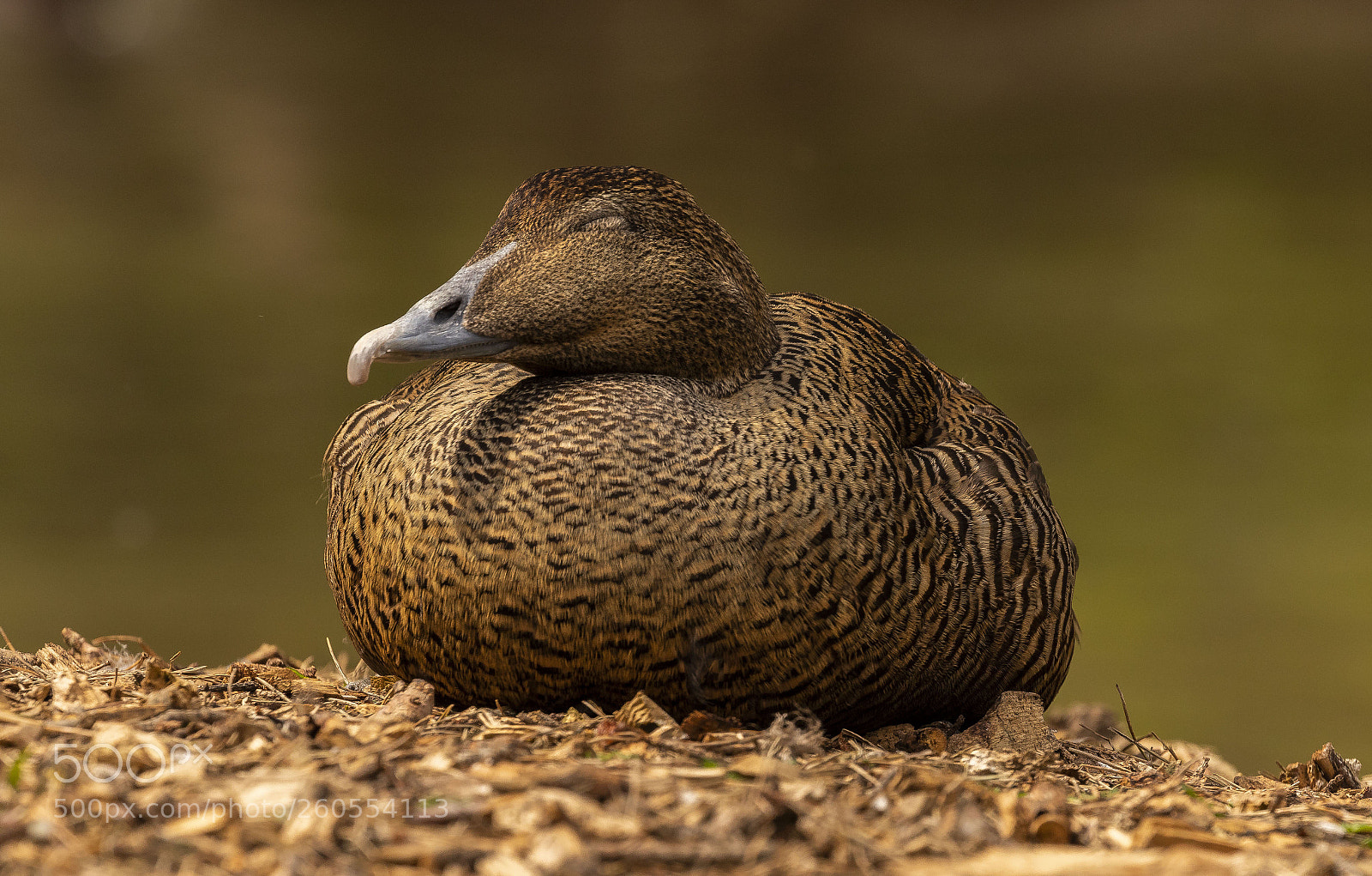 Canon EOS 7D Mark II sample photo. Eider female photography