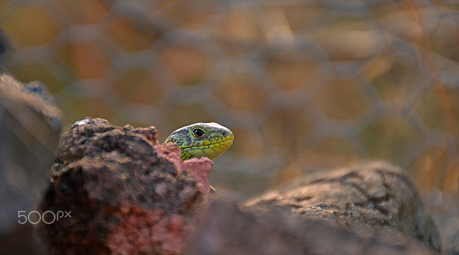 Nikon D5200 sample photo. Peep lizard photography