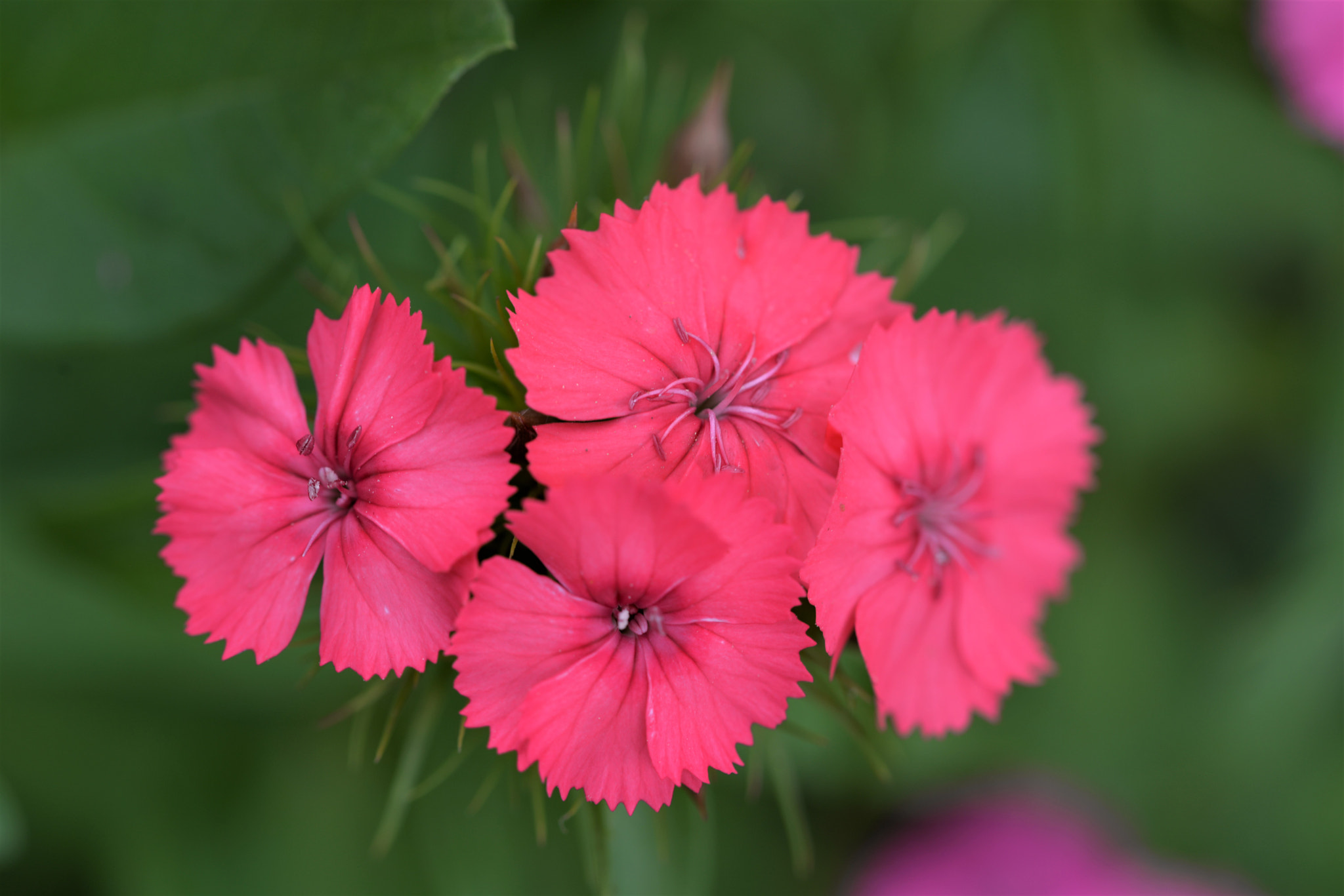 Sigma 105mm F2.8 EX DG OS HSM sample photo